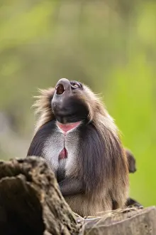 Drucke von Gelada (Theropithecus gelada) sitzt auf einem alten Baumstamm, gefangen, Verbreitung Afrika Pavian Drucke: Gelada (Theropithecus gelada) sitzt auf einem alten Baumstamm.