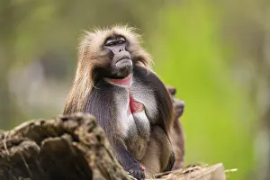 Drucke von Gelada (Theropithecus gelada) sitzt auf einem alten Baumstamm, gefangen, Verbreitung Afrika Pavian Drucke: Gelada (Theropithecus gelada) sitzt auf einem alten Baumstamm.