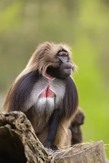 Drucke von Gelada (Theropithecus gelada) sitzt auf einem alten Baumstamm, gefangen, Verbreitung Afrika Pavian Drucke: Gelada (Theropithecus gelada) sitzt auf einem alten Baumstamm.