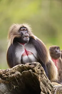Drucke von Gelada (Theropithecus gelada) sitzt auf einem alten Baumstamm, gefangen, Verbreitung Afrika Pavian Drucke: Gelada (Theropithecus gelada) sitzt auf einem alten Baumstamm.
