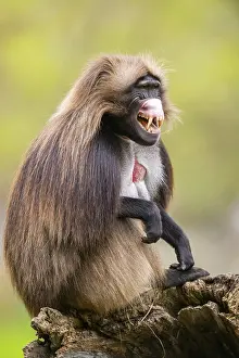 Drucke von Gelada (Theropithecus gelada) sitzt auf einem alten Baumstamm, gefangen, Verbreitung Afrika Pavian Drucke: Gelada (Theropithecus gelada) sitzt auf einem alten Baumstamm.