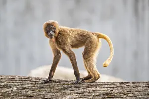 Captive Animal Germany Drucke: Gelada (Theropithecus gelada) standing on an old tree trunk