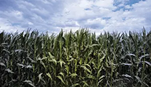 Agricultural Field Cultivation Drucke: Genetically modified maize