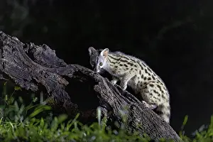 Drucke von Genetta genetta (Genetta genetta), in der Nacht, Andalusien, Spanien Viverridae Drucke: Genetta genetta (Genetta genetta)