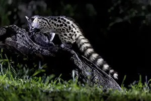 Drucke von Genetta genetta (Genetta genetta), in der Nacht, Andalusien, Spanien Viverridae Drucke: Genetta genetta (Genetta genetta)