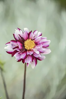 Inflorescence Photography Drucke: Georgine in full bloom
