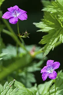 Drucke von Geraniaceae, Geranium palustre, Storchschnabel, Sumpfschwalben-Schnabel, Flora, hohe Größe, Portrait, Sumpf-Stechapfel , Pflanzen Störche Drucke: Geraniaceae, Sumpf-Steinmilchrebe