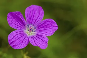 Geranium Pratense Drucke: Geraniaceae, Geranium Pratense