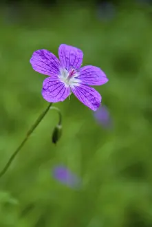 Geranium Pratense Drucke: Geraniaceae, geranium pratense