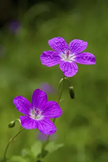 Geranium Pratense Drucke: Geraniaceae, geranium pratense