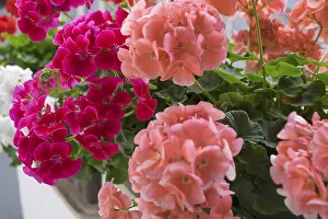 Geranium Blossoms Drucke: Geranium blossoms, Pelargonium
