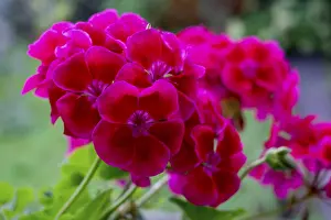 Geranium Blossoms Drucke: Geranium blossoms, Pelargonium