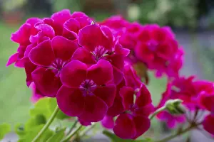 Pelargonium Flowers Drucke: Geranium blossoms, Pelargonium
