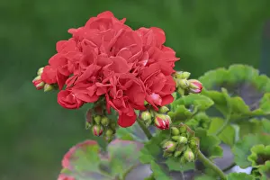 Rhineland Palatinate Nature Drucke: Geranium (Pelargonium), flower