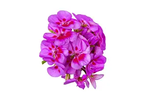 Studio Shot Blossom Drucke: Geranium (Pelargonium), inflorescence