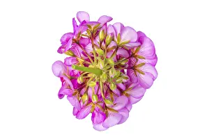 Geranium Inflorescence Drucke: Geranium (Pelargonium), inflorescence underside
