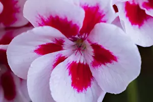 Decorative Pot Plant Drucke: Geranium (Pelargonium), white-red