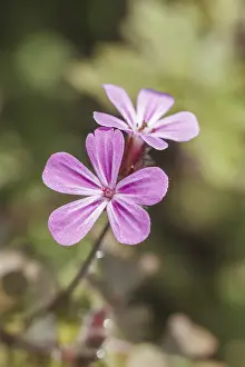 Drucke von Geranium robertianum, Ruprechtskraut, Stinkender Storchschnabel, Stinstorchschnabel - Geranium robertianum, bekannt als Robert-Geranie, Kraut-Robert, Rotrabe, Storchenbein , Taubenfuß , Gestank-Bob Robins Drucke: Ruprechtskraut