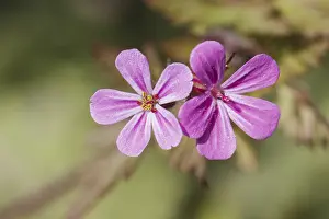 Drucke von Geranium robertianum, Ruprechtskraut, Stinkender Storchschnabel, Stinstorchschnabel - Geranium robertianum, bekannt als Robert-Geranie, Kraut-Robert, Rot-Keilchen, Storchenbein , Taubenfuß Robins Drucke: Ruprechtskraut