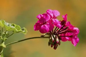 Inflorescence In Europe Drucke: Geranium or Storksbill (Pelargonium)