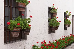 Ornamental Plant Decoration Drucke: Geraniums in the courtyard of the old convent