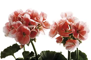 Indoor Plant Photography Drucke: Geraniums, pink