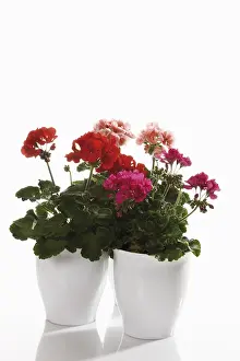 Studio Botany Photos Drucke: Geraniums in porcelaine cachepots