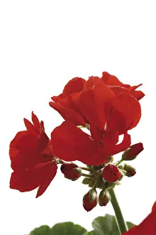 Red Geraniums Drucke: Geraniums, red