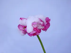 Winter Blooms Drucke: Geraniums with snow