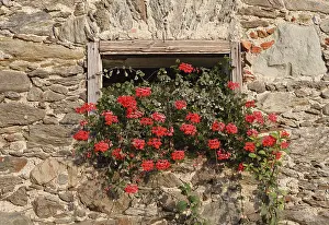 Deserted Farm Yard Scene Drucke: Geraniums in a window, old farm