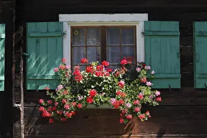 Pelargonium Blossom Europe Drucke: Geraniums in the window of a timber house