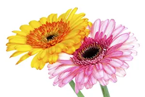 Yellow Blossom Drucke: Gerbera