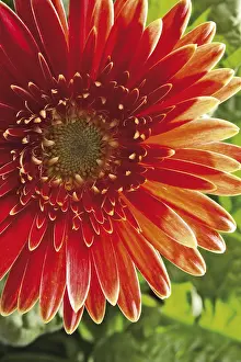 Studio Botany Photos Drucke: Gerbera