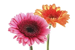 Cut Flower Studio Shot Drucke: Gerbera