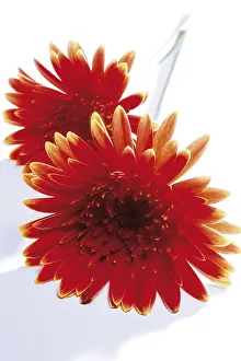 Studio Shot Flowers Drucke: Gerbera