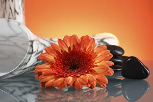 Orange Blossom Drucke: Gerbera