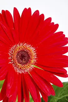 Asteraceae Plant Drucke: Gerbera