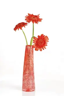 Gerbera Flower Drucke: Gerbera Asteraceae
