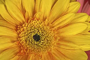 Gerbera Flower Detail Drucke: Gerbera, flower detail