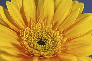 Gerbera Flower Detail Drucke: Gerbera, flower detail