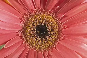 Gerbera Flower Detail Drucke: Gerbera, flower detail