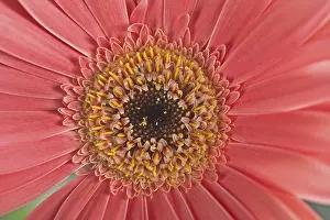 Gerbera Flower Detail Drucke: Gerbera, flower detail
