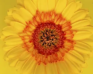 Flowering Plants Online Drucke: Gerbera / (Gerbera spec.)