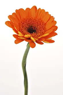 Cut Flower Studio Shot Drucke: Gerbera mini