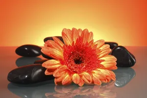 Close Up Orange Blossom Drucke: Gerbera with stones