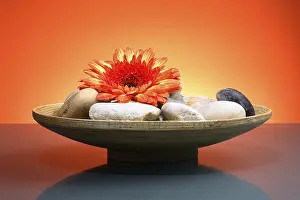 Close Up Flower Photography Drucke: Gerbera with stones