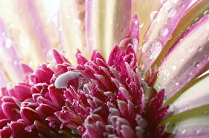 Red Gerbera Blossom Drucke: Gerbera with waterdrops