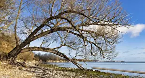 German Federal Republic Coastal Scene Drucke: German Baltic Coast in Spring