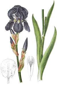 Iridaceae Flowering Plants Drucke: German iris (Iris -- germanica)
