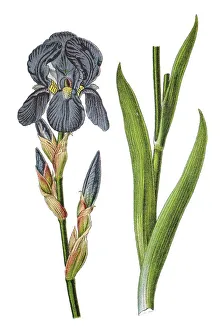 German Iris Drucke: German iris (Iris -- germanica)